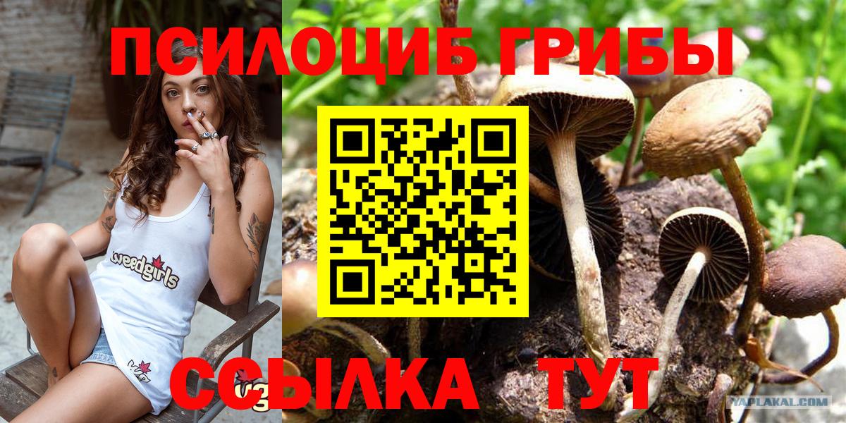 Псилоцибиновые грибы прущие грибы Павловский Посад